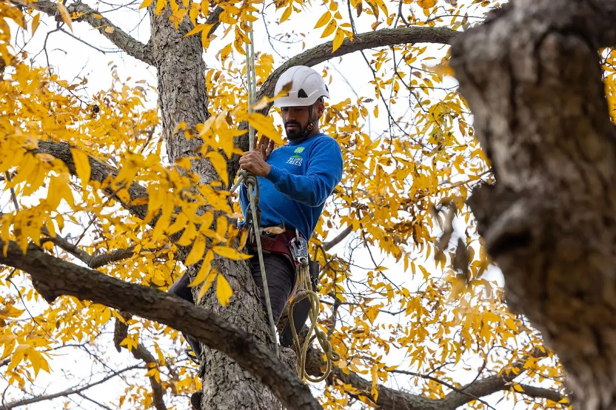 Skilled Tree Planting crew working in Nunica